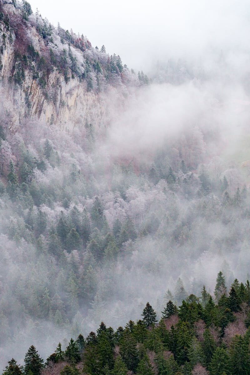 Legal Remedies for Special Education Rights