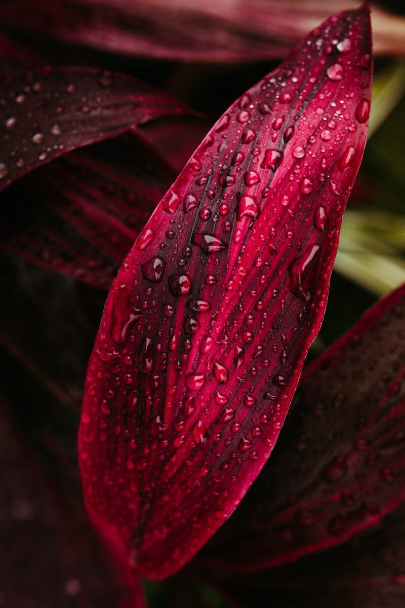 Collaboration in Special Education